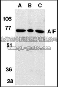 merck millipore,默克密理博,AB16501,Anti-AIF Antibody, internal domain