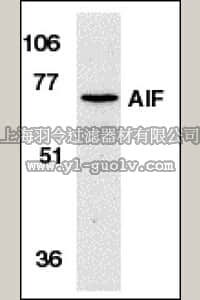 merck millipore,默克密理博,AB16502,Anti-AIF Antibody, NT