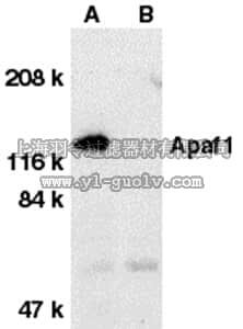 merck millipore,默克密理博,AB16503,Anti-Apaf-1 Antibody, CT