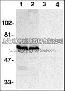 merck millipore,默克密理博,AB16518,Anti-SODD Antibody, NT
