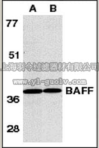 merck millipore,默克密理博,AB16530,Anti-BAFF Antibody, CT