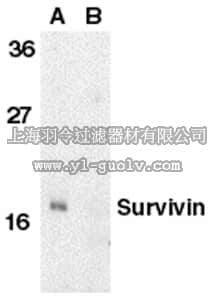 merck millipore,默克密理博,AB16532,Anti-Survivin Antibody, NT