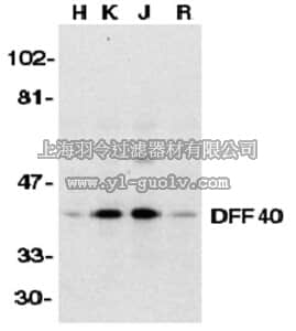 merck millipore,默克密理博,AB16926,Anti-DFF40 Antibody