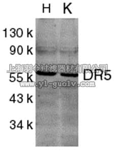merck millipore,默克密理博,AB16942,Anti-DR5 Antibody, CT