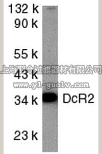 merck millipore,默克密理博,AB16943,Anti-DcR2 Antibody, intracellular domain
