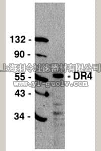 merck millipore,默克密理博,AB16955,Anti-DR4 Antibody, CT