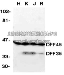 merck millipore,默克密理博,AB16961,Anti-DFF45/35 Antibody, NT