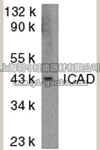 merck millipore,默克密理博,AB16965,Anti-ICAD/DFF Antibody, NT (a.a. 2-21 of mouse ICAD)
