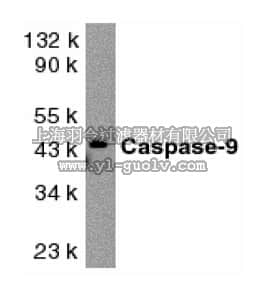 merck millipore,默克密理博,AB16969,Anti-Caspase 9 Antibody, proform & lg. subunit