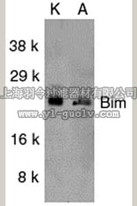 merck millipore,默克密理博,AB17003,Anti-Bim Antibody, internal epitope, pan-Bim isoforms