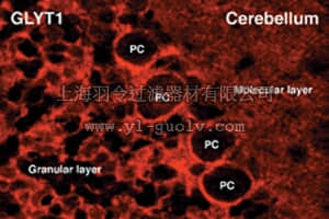 merck millipore,默克密理博,AB1770,Anti-Glycine Transporter 1 Antibody, Glial