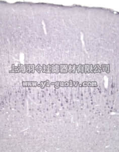 merck millipore,默克密理博,AB1781SP,Anti-Neurotrophin 4/5 Antibody