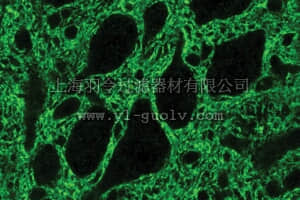 merck millipore,默克密理博,AB1783,Anti-Glutamate Transporter Antibody, Glial