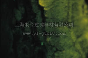 merck millipore,默克密理博,AB1799,Anti-Octopamine Antibody
