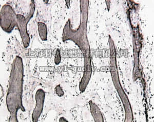 merck millipore,默克密理博,AB1854,Anti-Bone Sialoprotein II Antibody
