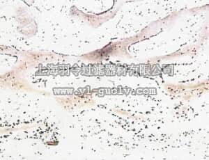 merck millipore,默克密理博,AB1858,Anti-Osteonectin Antibody