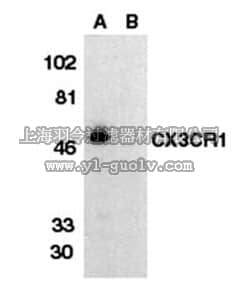 merck millipore,默克密理博,AB1891,Anti-C-X-X-X-C Chemokine Receptor 1 Antibody, extracellular loop