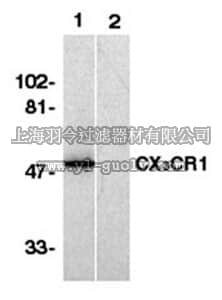 merck millipore,默克密理博,AB1892,Anti-C-X-X-X-C Chemokine Receptor 1 Antibody, NT