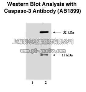 merck millipore,默克密理博,AB1899,Anti-Caspase 3 Antibody, large subunit & proform