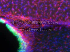 merck millipore,默克密理博,AB19001,Anti-ADAM 21 Antibody, CT