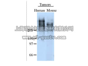 merck millipore,默克密理博,AB19011,Anti-Tenascin Antibody