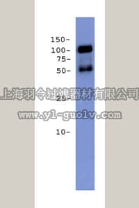 merck millipore,默克密理博,AB19036,Anti-ADAM 15 Antibody, CT