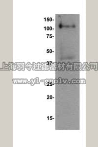 merck millipore,默克密理博,AB19166,Anti-ADAMTS-4 Antibody, CT