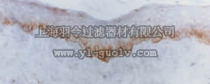 merck millipore,默克密理博,AB1922,Anti-Integrin β4 Antibody