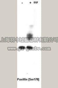merck millipore,默克密理博,AB1962,Anti-Paxillin Antibody, phospho-specific [Ser178]