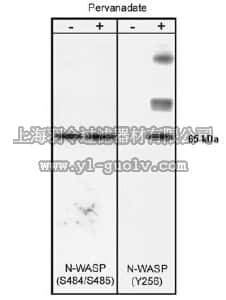 merck millipore,默克密理博,AB1966,Anti-N-WASP Antibody, phospho-specific [Tyr256]