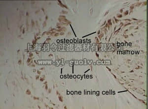 merck millipore,默克密理博,MAB1998,Anti-Integrin α2β1 Antibody, clone BHA2.1