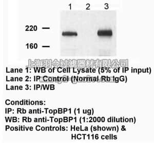 merck millipore,默克密理博,AB3245,Anti-Topoisomerase (DNA) II Binding Protein 1 Antibody