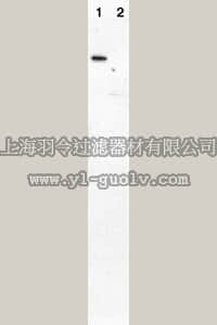 merck millipore,默克密理博,AB3254,Anti-HA Epitope Tag (Influenza Hemaglutinin) Antibody