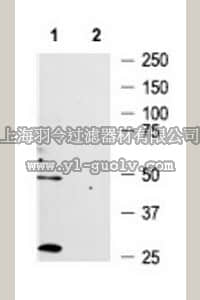 merck millipore,默克密理博,AB3260-50UL,Anti-Endothelin Receptor A Antibody, a.a. 413-426 rET-A, CT