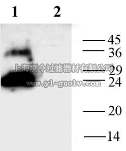merck millipore,默克密理博,AB3272-200UL,Anti-Aquaporin 1 Antibody