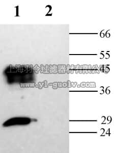 merck millipore,默克密理博,AB3274-50UL,Anti-Aquaporin 2 Antibody