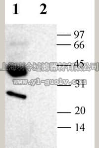 merck millipore,默克密理博,AB3276-50UL,Anti-Aquaporin 3 Antibody merck millipore,默克密理博,AB3276-50UL,Anti-Aquaporin 3 Antibody