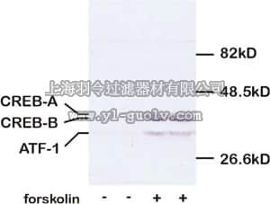 merck millipore,默克密理博,AB3442,Anti-CREB Antibody, pSer133