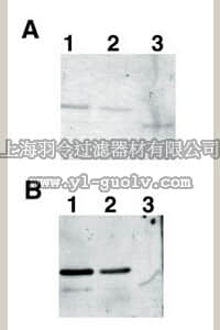 merck millipore,默克密理博,AB3528,Anti-Red Fluorescent Protein Antibody