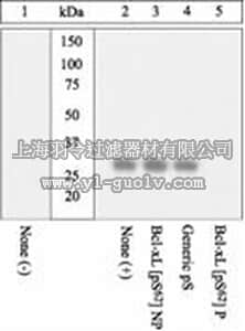 merck millipore,默克密理博,AB3573,Anti-BCL-XL (pS62) Antibody