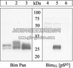 merck millipore,默克密理博,AB3579,Anti-BimEL (pS69) human / (pS65) rat Antibody