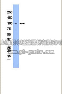 merck millipore,默克密理博,AB3585,RABBIT Anti-LIPIN-1 Antibody, NT