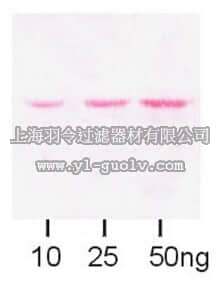 merck millipore,默克密理博,AB3596,Anti-Maltose Binding Protein Antibody