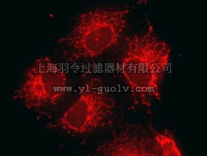 merck millipore,默克密理博,AB3598,Anti-Mitochondria Antibody