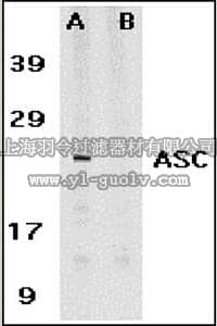 merck millipore,默克密理博,AB3607,Anti-ASC Antibody