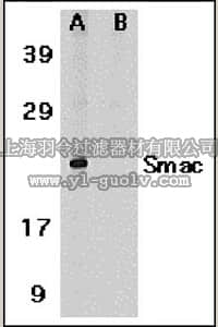 merck millipore,默克密理博,AB3609,Anti-Smac/Diablo Antibody