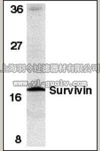 merck millipore,默克密理博,AB3611,Anti-Survivin Antibody
