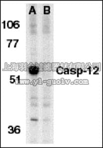 merck millipore,默克密理博,AB3612,Anti-Caspase 12 Antibody, prodomain, aa 100-116