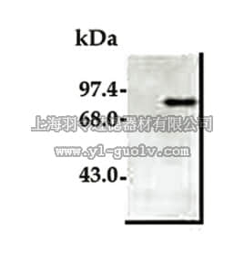 merck millipore,默克密理博,AB3620,Anti-PARP Cleaved Form Antibody