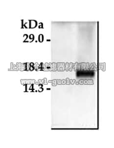 merck millipore,默克密理博,AB3623,Anti-Caspase 3 Antibody, active (cleaved) form